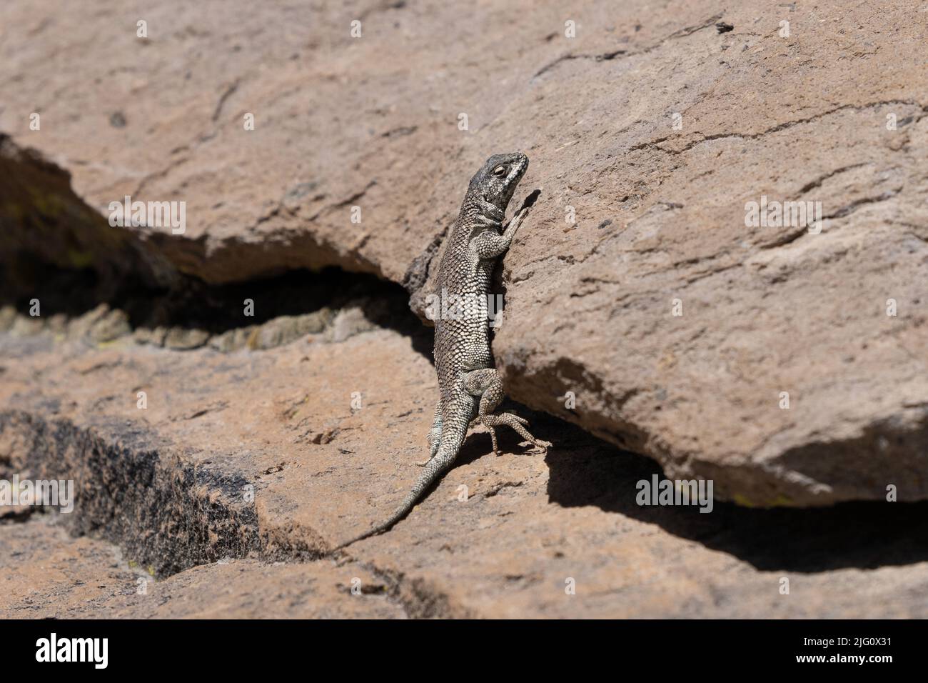 A Tarapaca Smooth-throated Lizard, Liolaemus jamesi, basking on a rock in the altiplano in Lauca National Park in Chile. Stock Photo