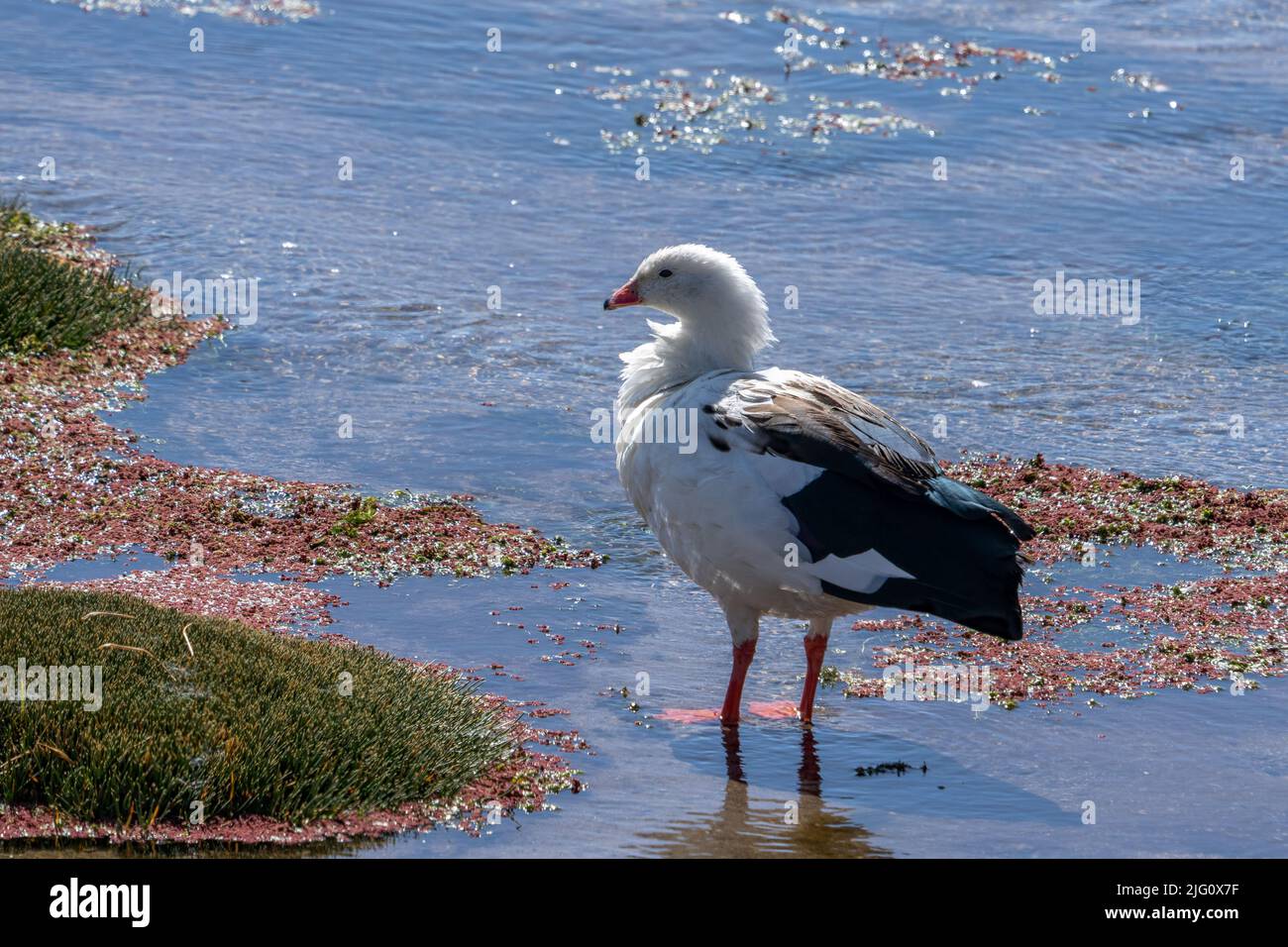 An Andean Goose, Chloephaga melanoptera, in a bofedal or wetland in Lauca National Park on the altiplano in Chile. Stock Photo