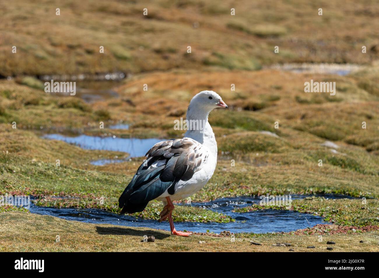 An Andean Goose, Chloephaga melanoptera, in a bofedal or wetland in Lauca National Park on the altiplano in Chile. Stock Photo
