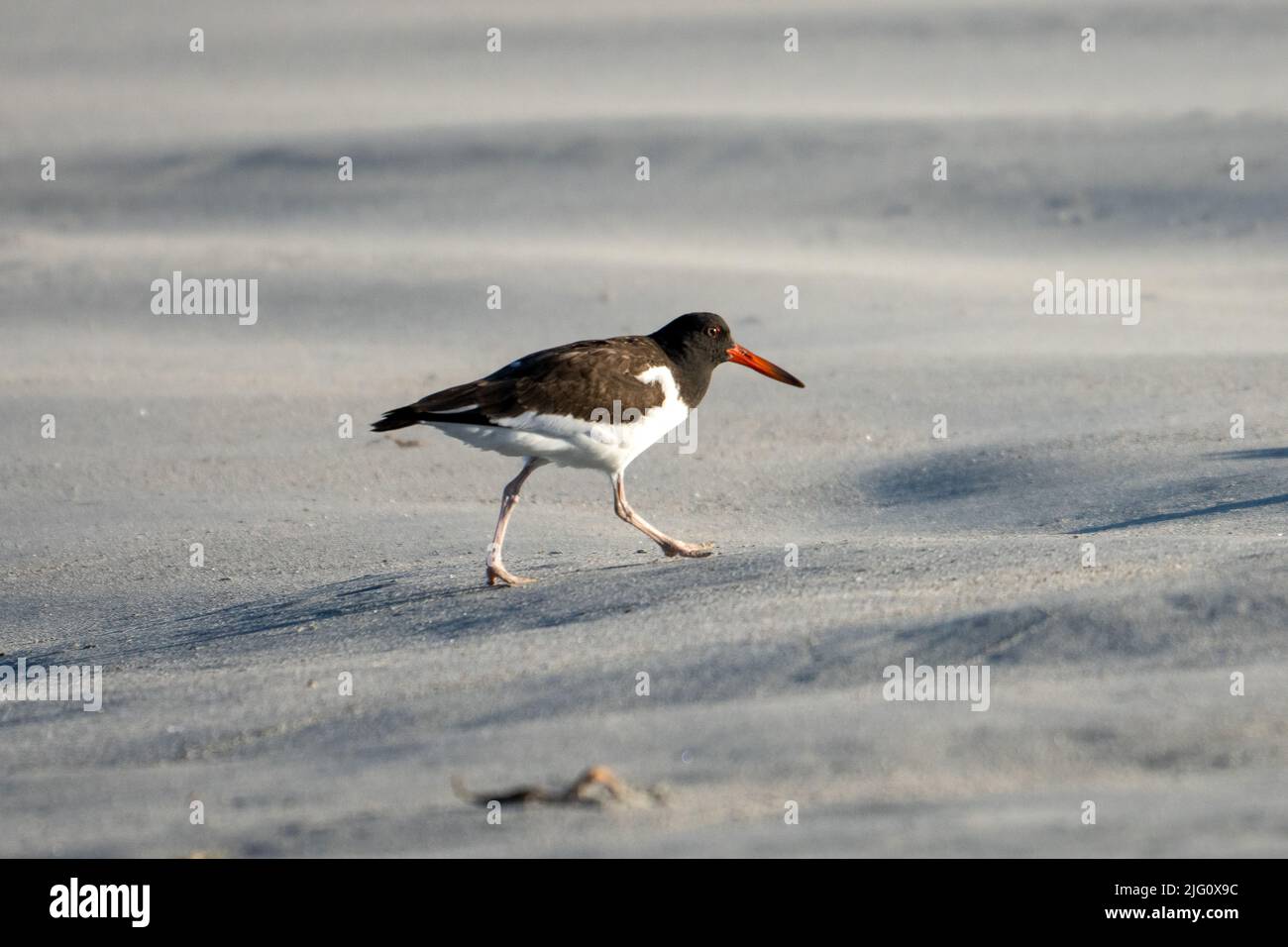 An American Oystercatcher, Haematopus palliatus, on the beach at Pan de Azucar National Park in northern Chile. Stock Photo