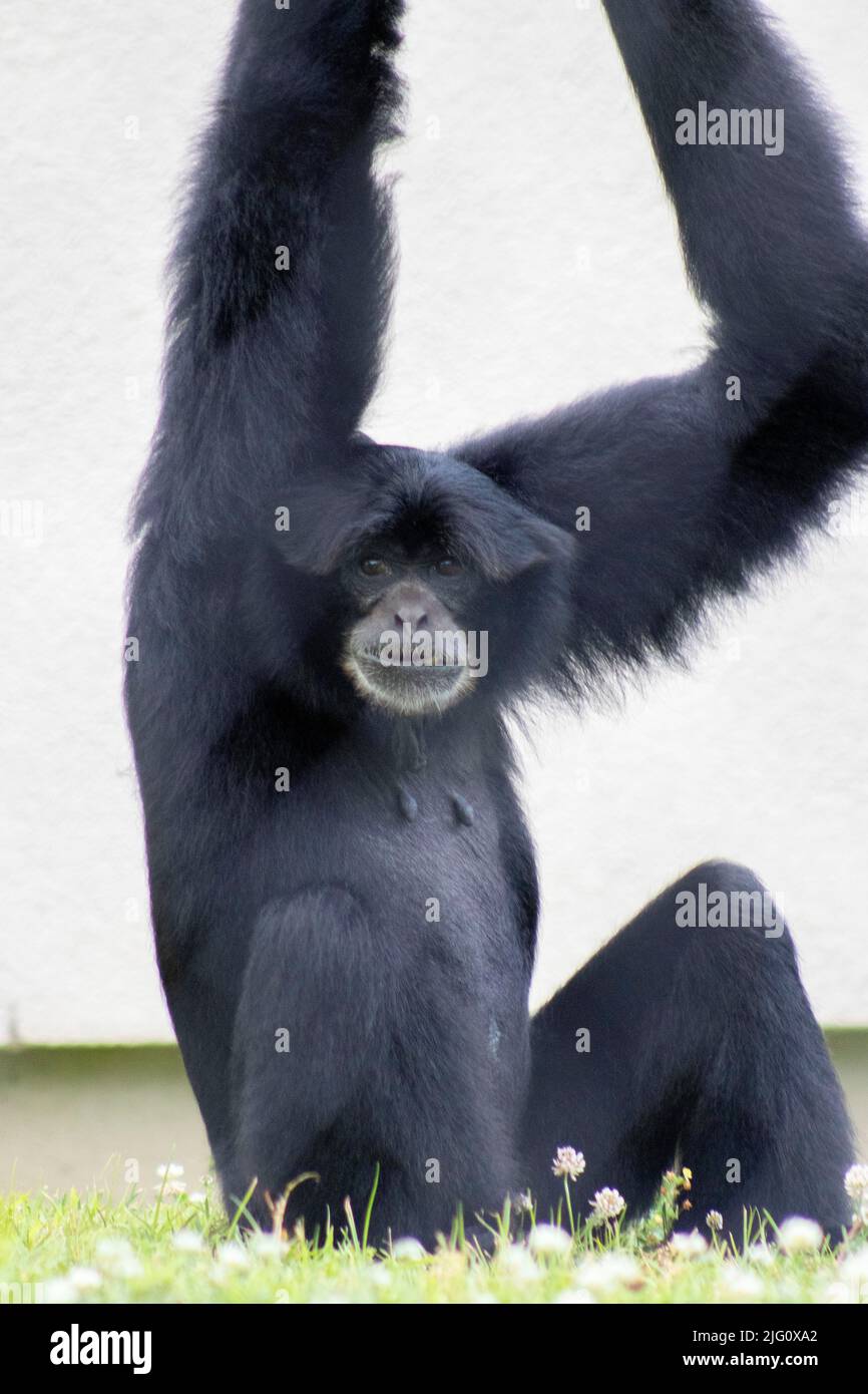 A black howler monkey is hanging around at the Cape May Zoo in New Jersey with a white background, looking at the camera Stock Photo