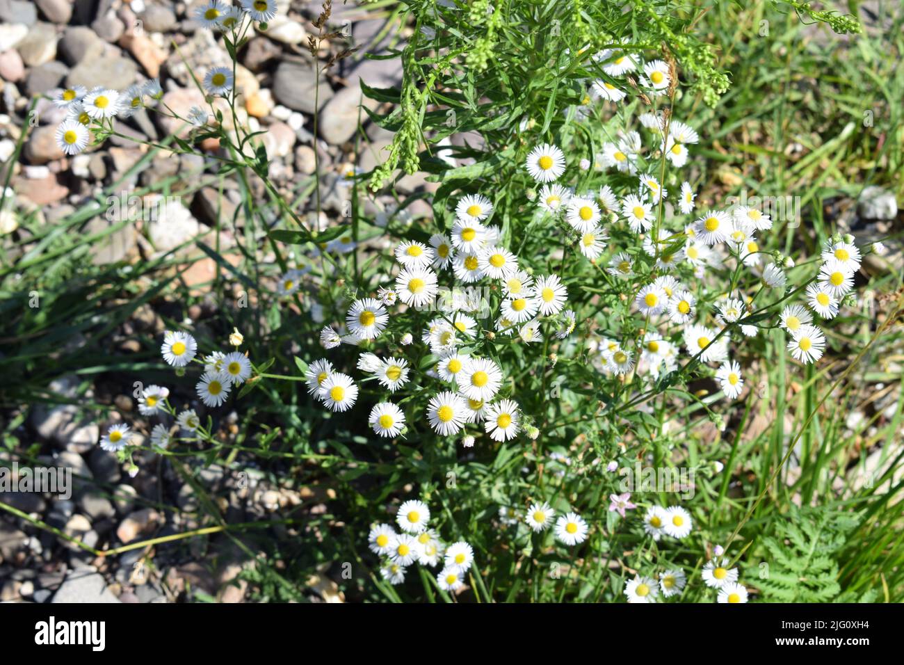 Wild bellis perennis flowers hi-res stock photography and images - Alamy
