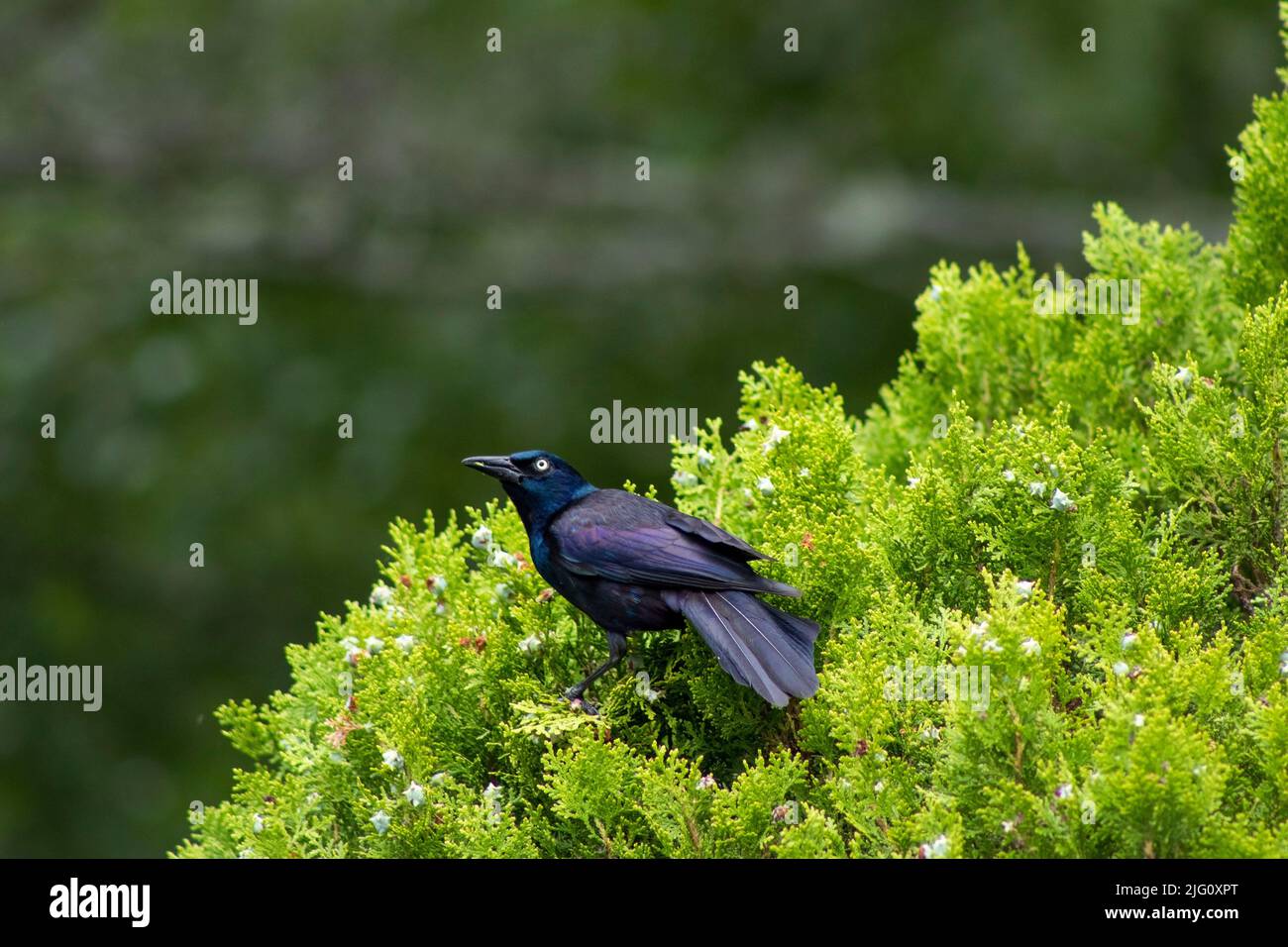A male, purple grackle or common grackle bird, frequently confused with a black bird or starling sits atop a lovely green shrub in the summer Stock Photo