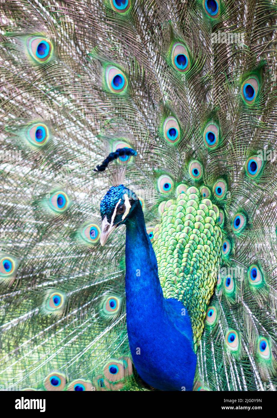 A single, blue, male peacock shows off his beautiful feather plumage Stock Photo