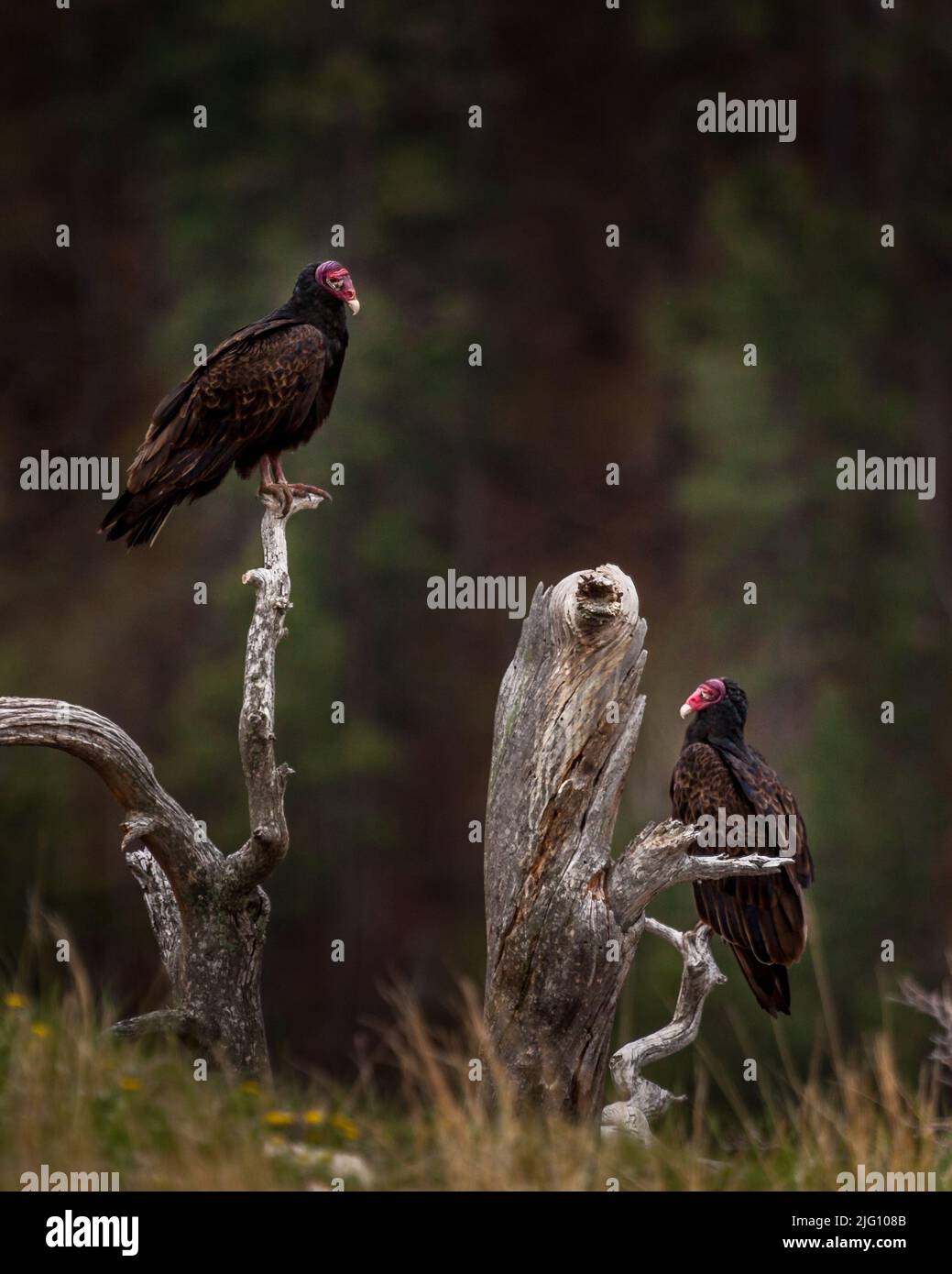 Turkey Buzzards on a Perch Stock Photo Alamy