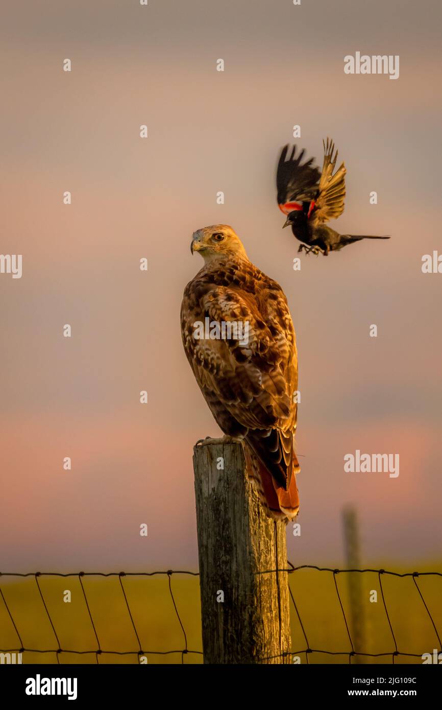 Black Bird attacking a Redtail Hawk Stock Photo Alamy