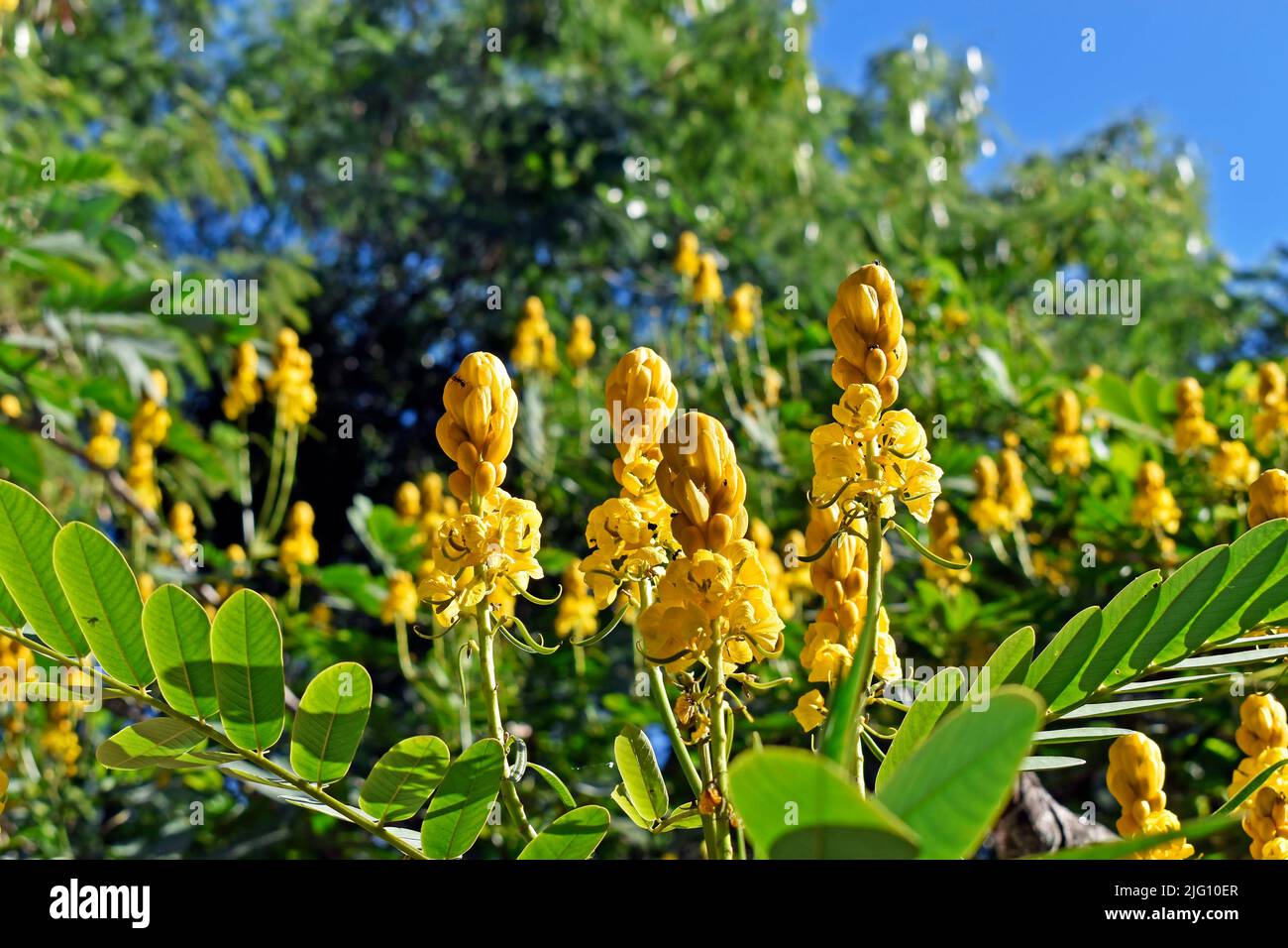 Candle Bush flowers or Candelabra Bush flowers (Senna alata Stock Photo