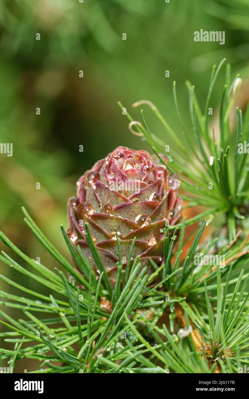 Young ovulate cone of larch tree in the beginning of July. Stock Photo