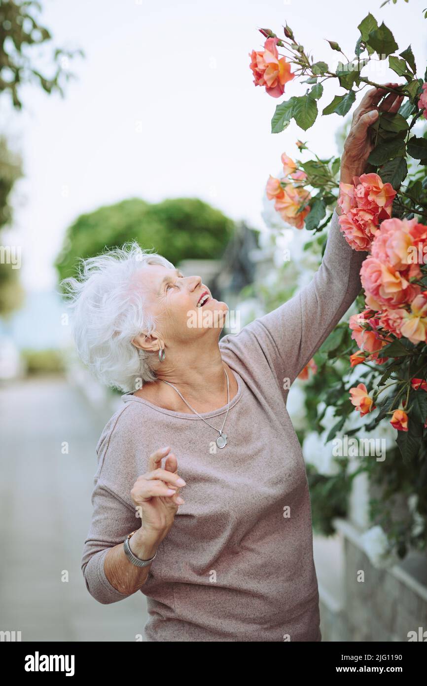 Elderly woman admiring beautiful bushes with colorful roses Stock Photo