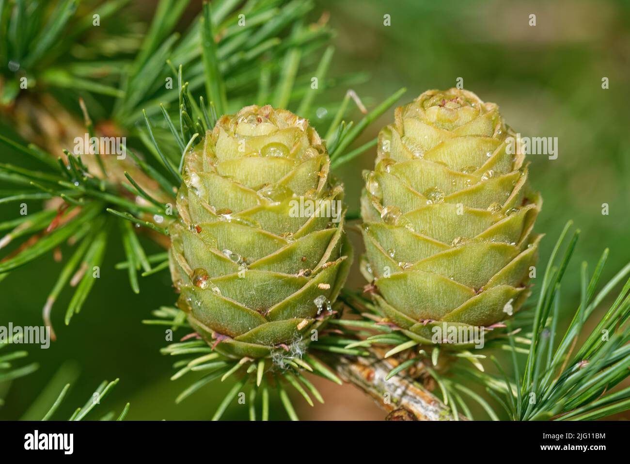 Young ovulate cones of larch tree in the beginning of July. Stock Photo