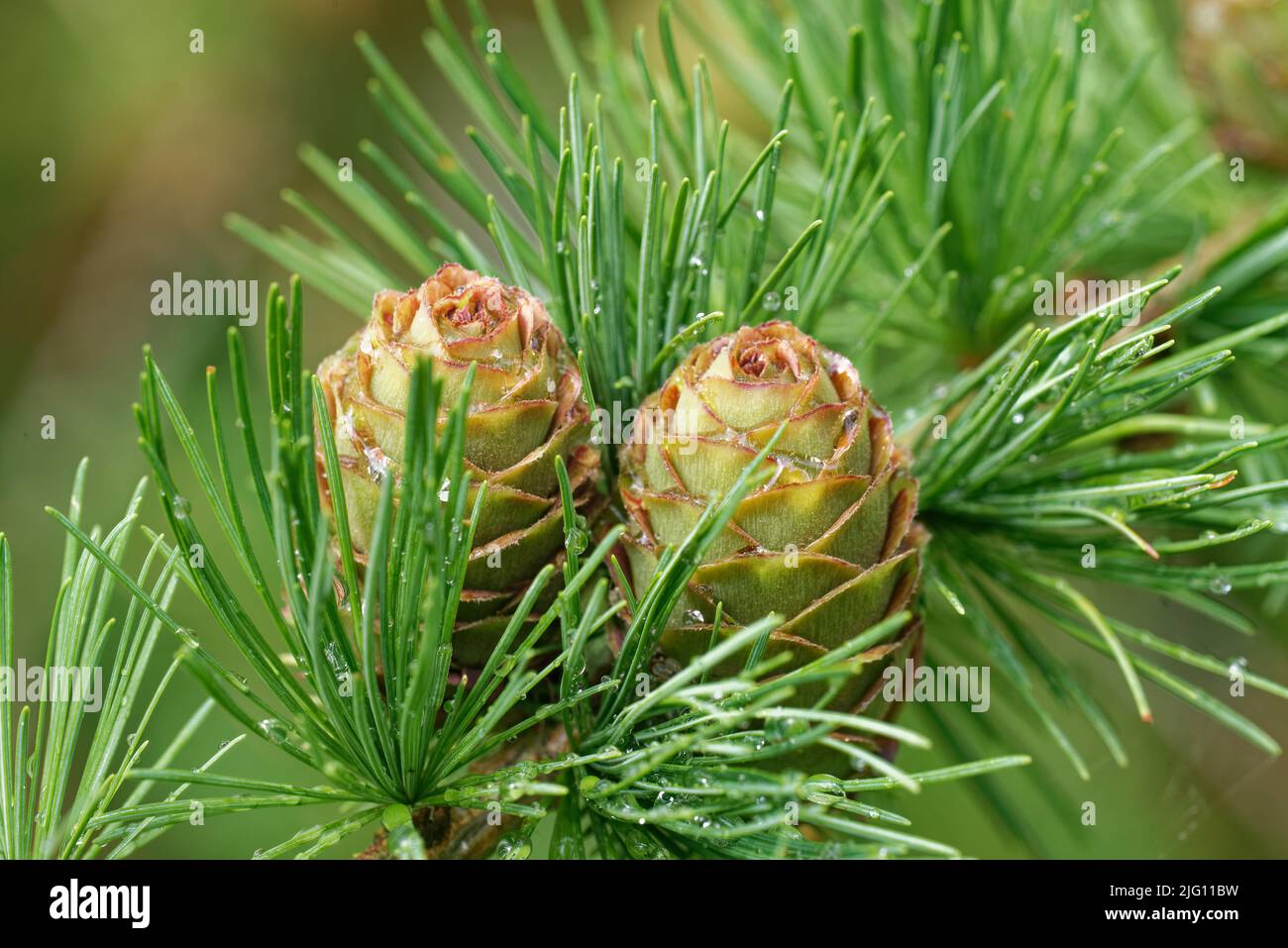 Young ovulate cones of larch tree in the beginning of July. Stock Photo
