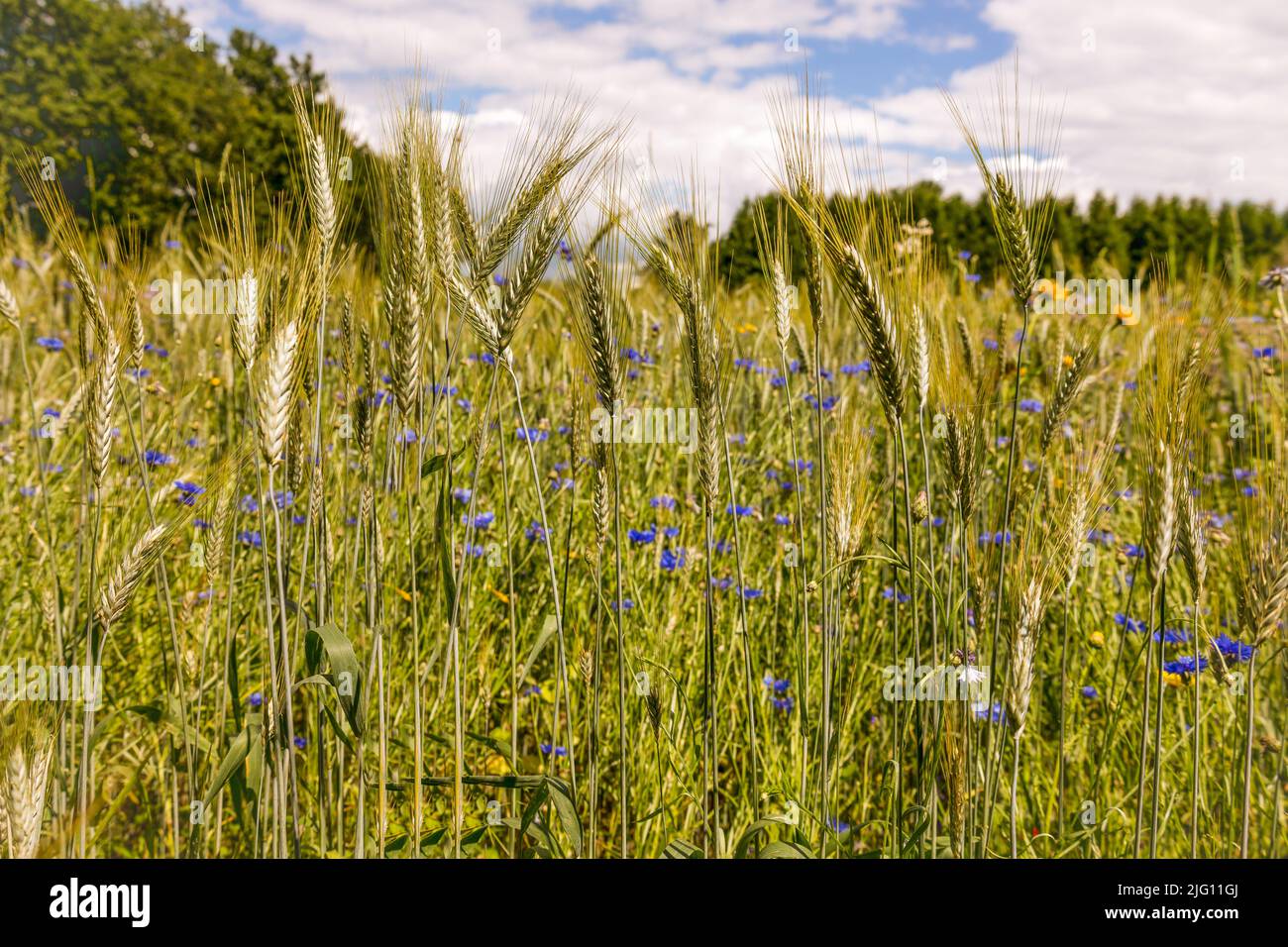 Farmland with golden ripening wheat on the arable land Stock Photo
