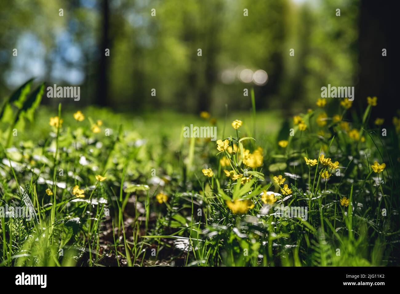 yellow buttercup flowers Ranunculus cassubicus in the forest Stock Photo