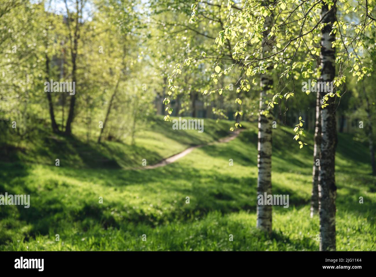 beautiful birch forest in summer. nature Stock Photo - Alamy