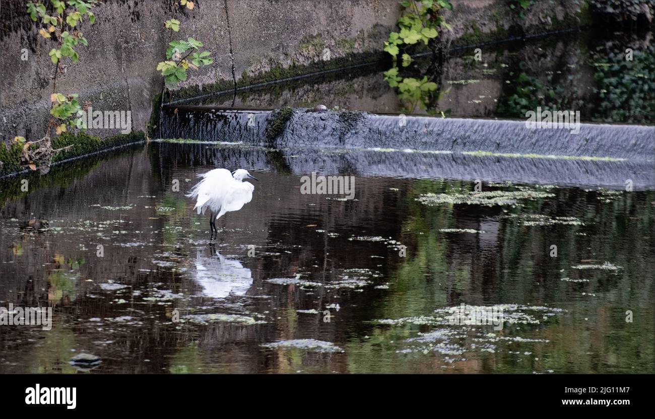 Wading white little egret in the river Crane, Twickenham, England Stock Photo