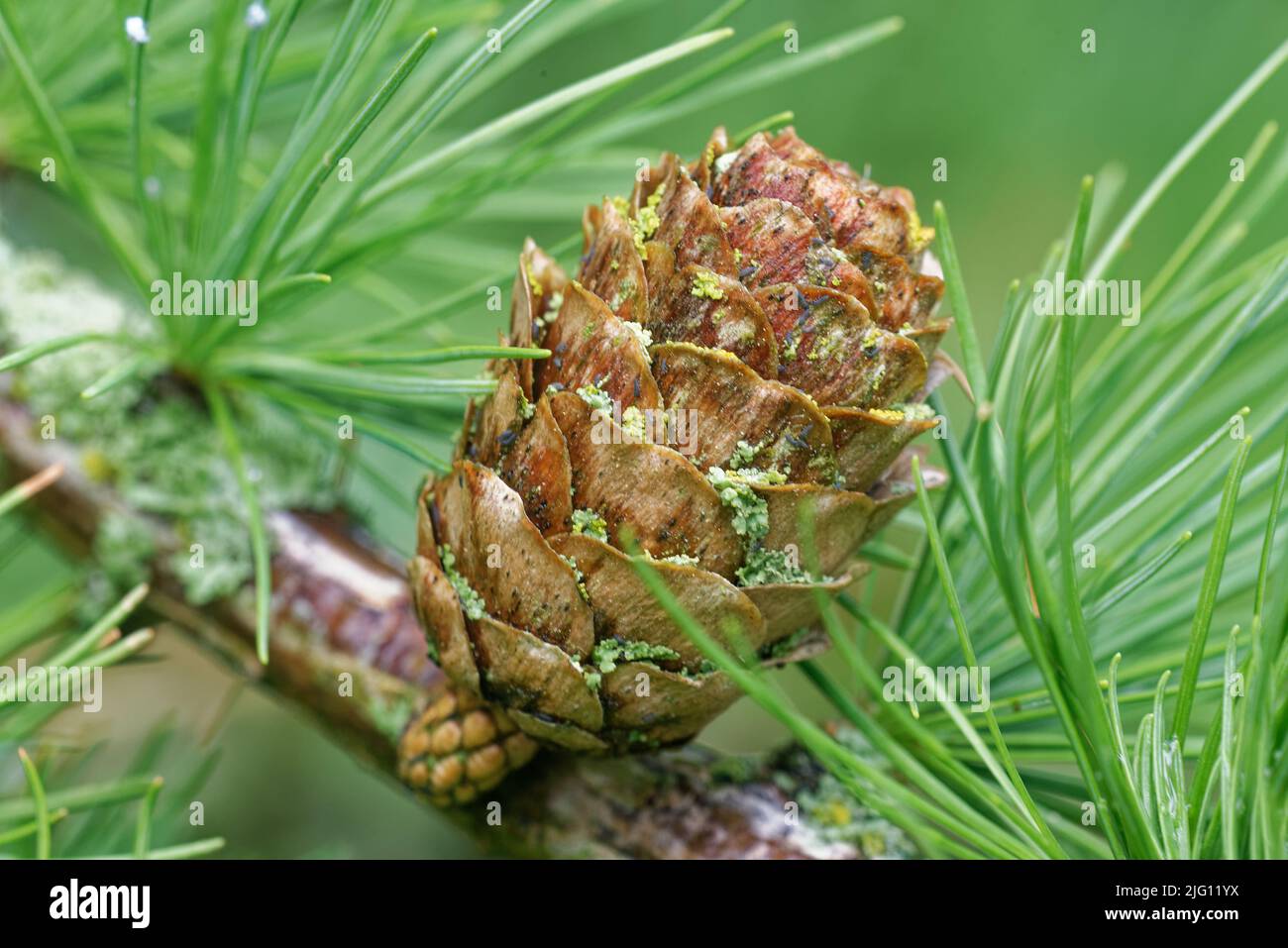 An old ovulate cone of larch tree in the beginning of July. Stock Photo