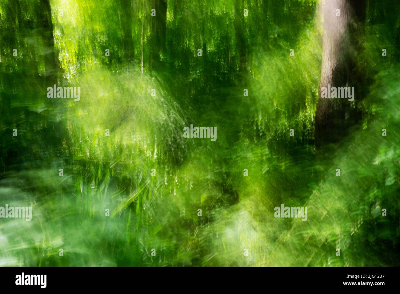Beautiful surreal abstract path through woods  Stock Photo