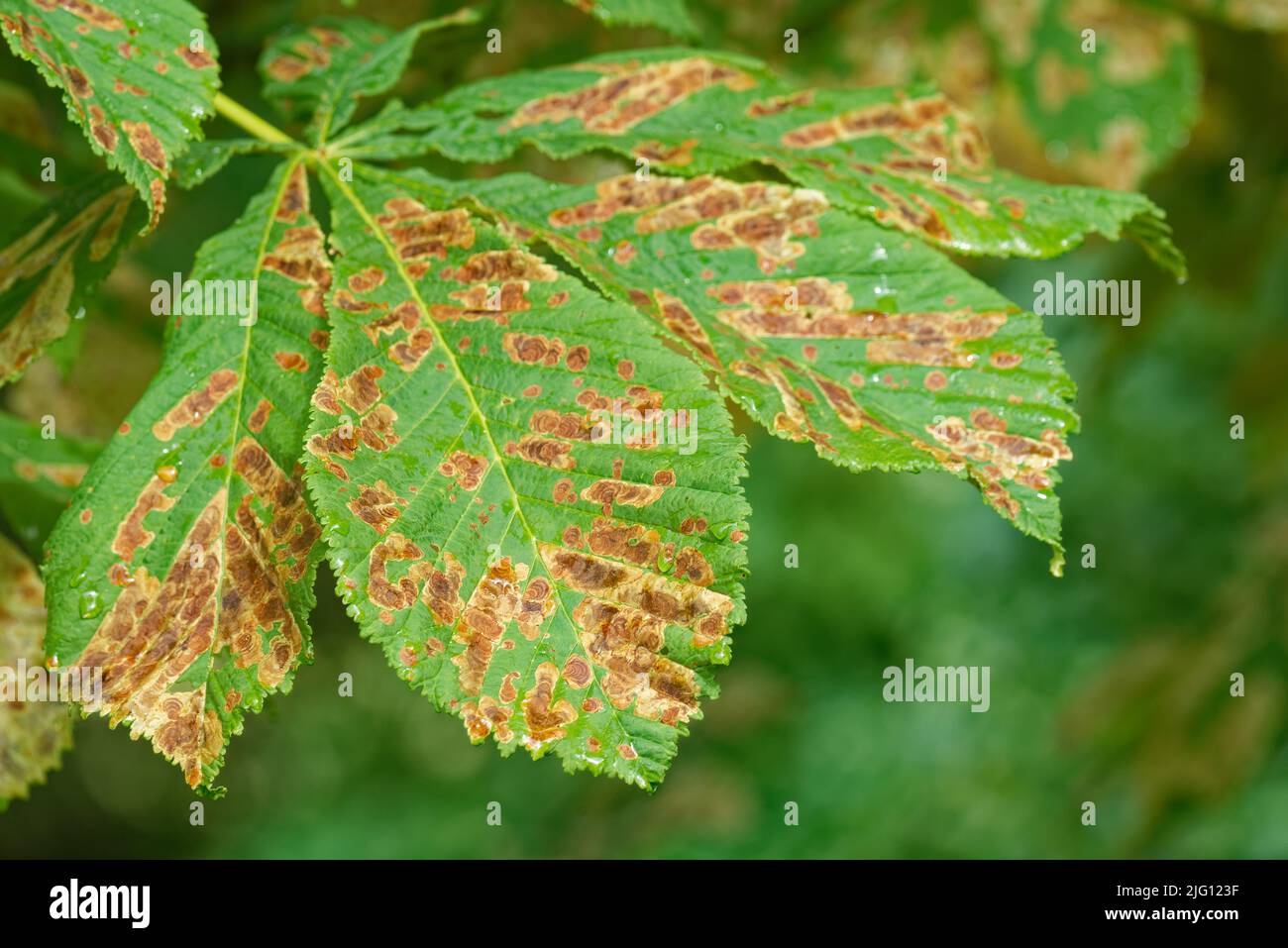 Damages of Horse chestnut leaf miner (Cameraria ohridella)on a horse chestnut leaf in the beginning of July. Stock Photo