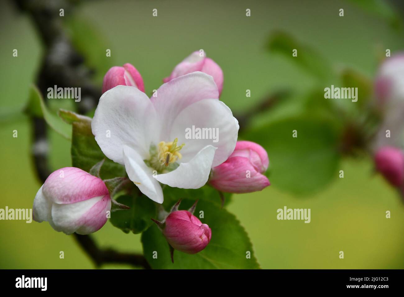 Blossom spring branch hi-res stock photography and images - Alamy