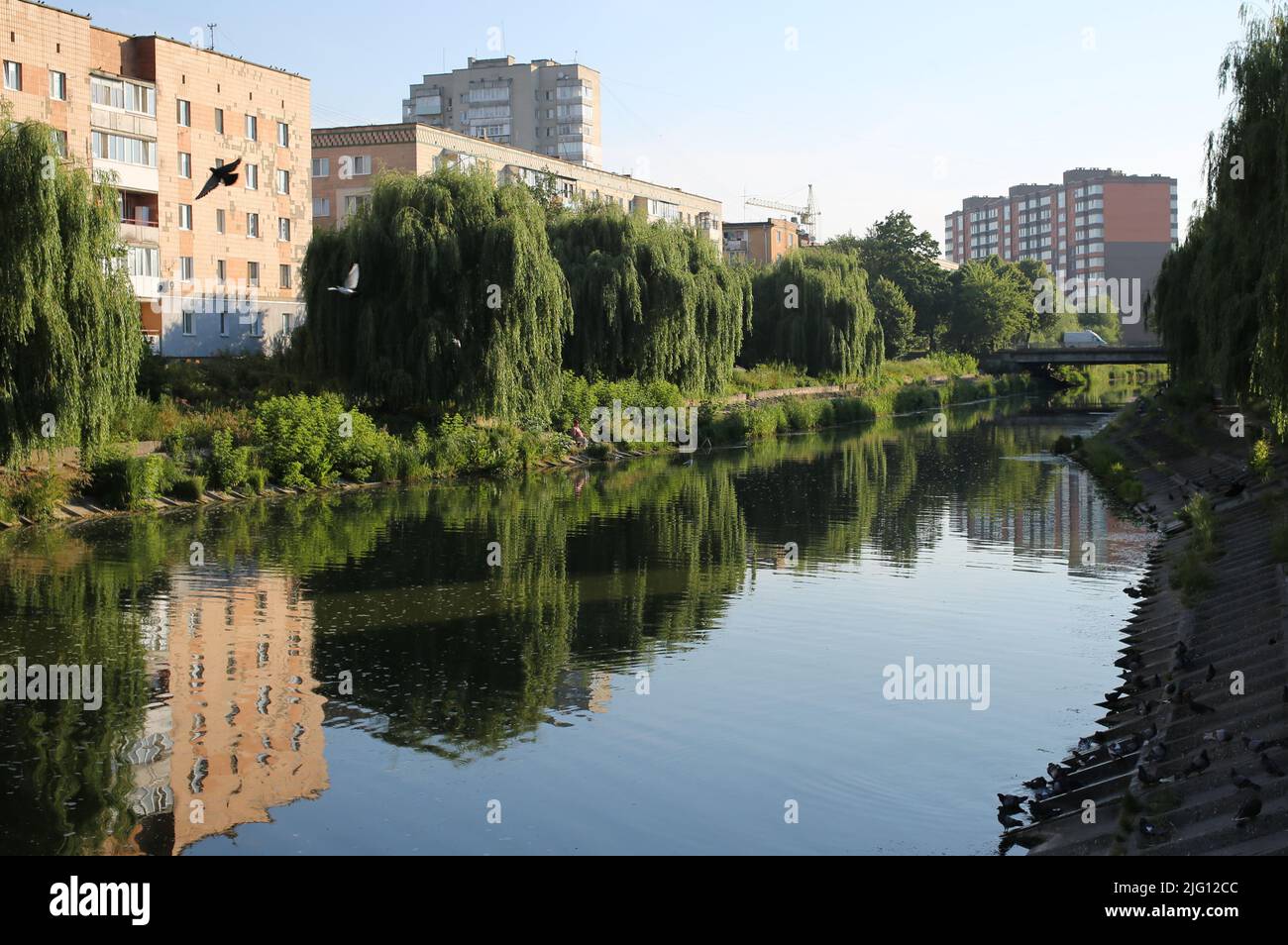 Rivne, Ukraine. 29th June, 2022. A bird flying over the River Ustye during morning summer hours in the city of Rivne. (Photo by Viacheslav Onyshchenko/SOPA Images/Sipa USA) Credit: Sipa USA/Alamy Live News Stock Photo