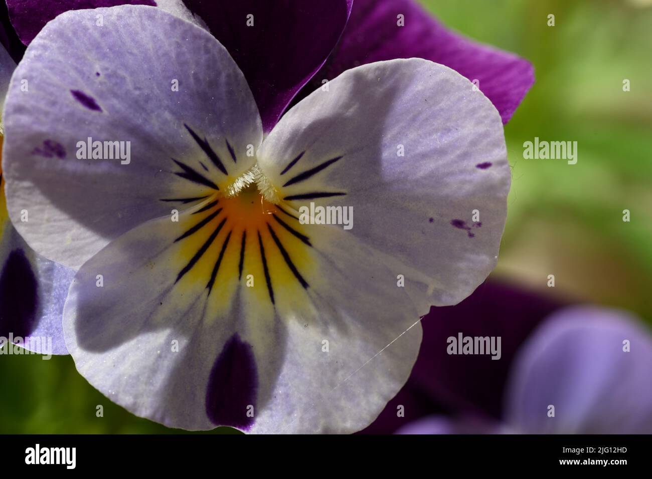 Viola, violet flower Stock Photo