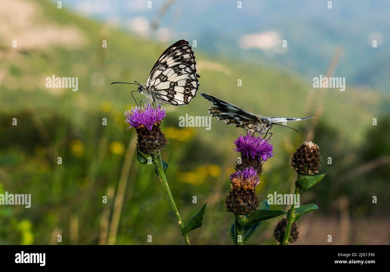 Butterflies in the nature, melanargia galathea - Farfalle nella natura Stock Photo
