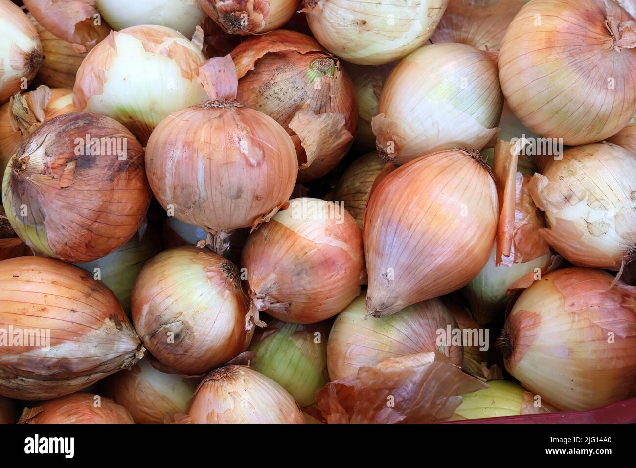 Brown Onions on market stall Osa Peninsula, Costa Rica                     March Stock Photo