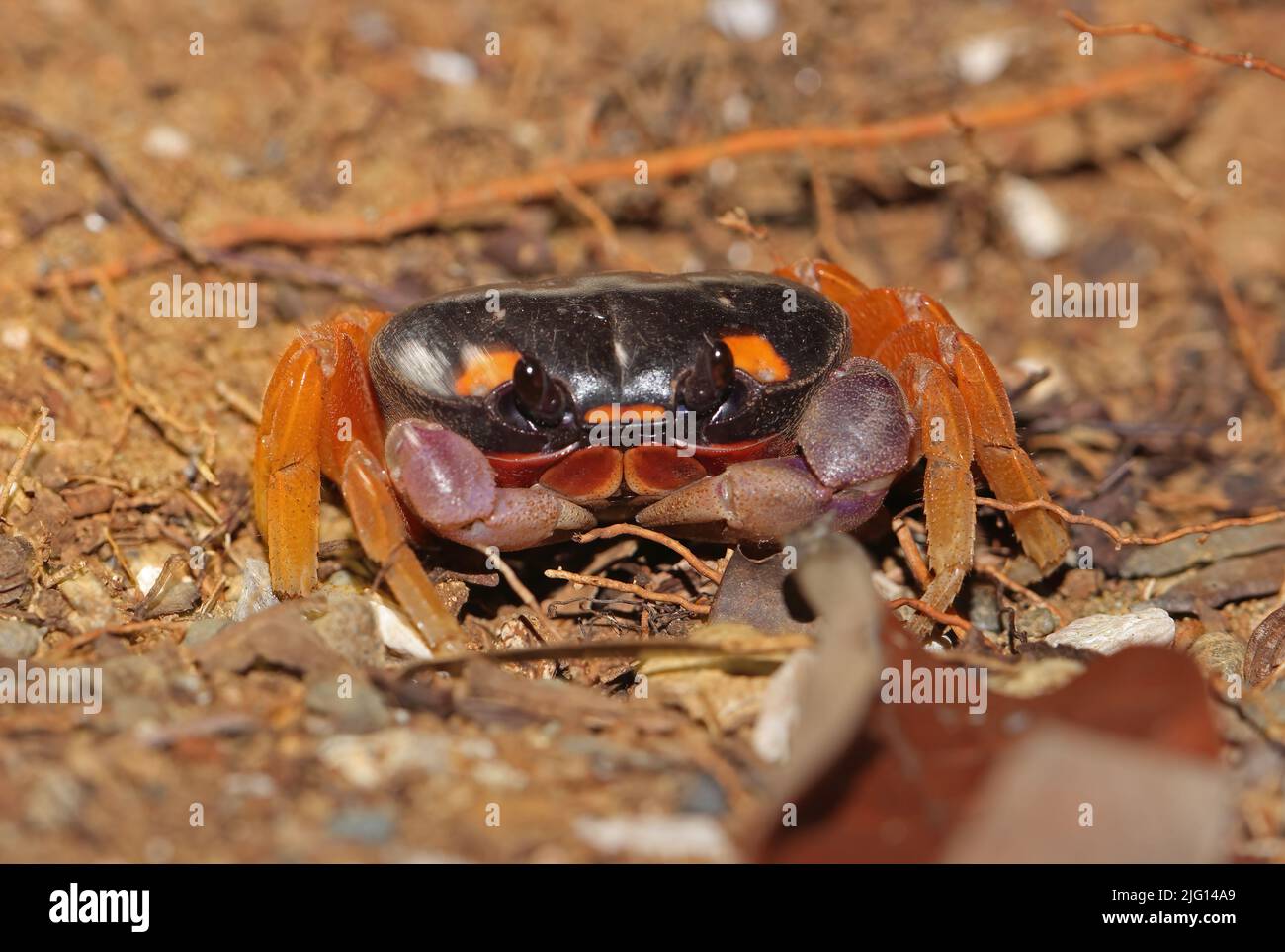 Red Land Crab (Gecarcinus lateralis) adult on bare ground Osa Peninsula, Costa Rica,                    March Stock Photo