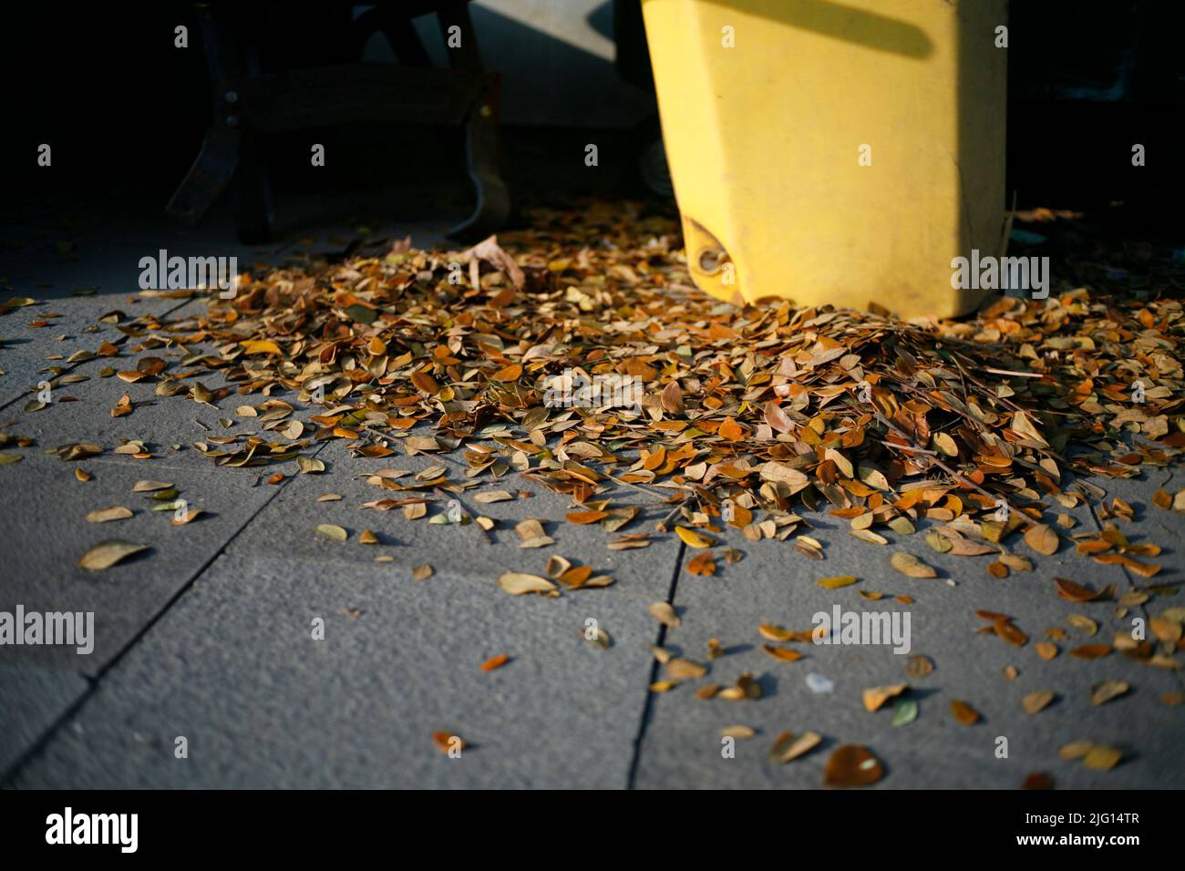 Yellow fallen leaves on the pavement Stock Photo - Alamy