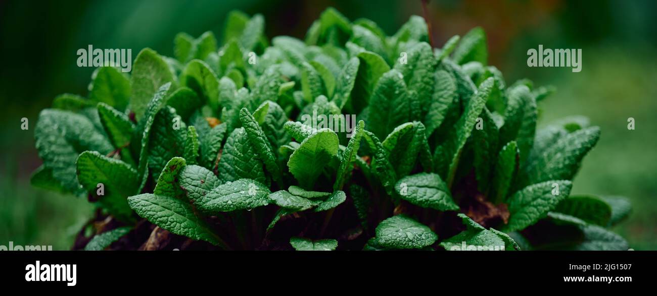 bush with large green leaves Primula acaulis in the garden on a spring Stock Photo