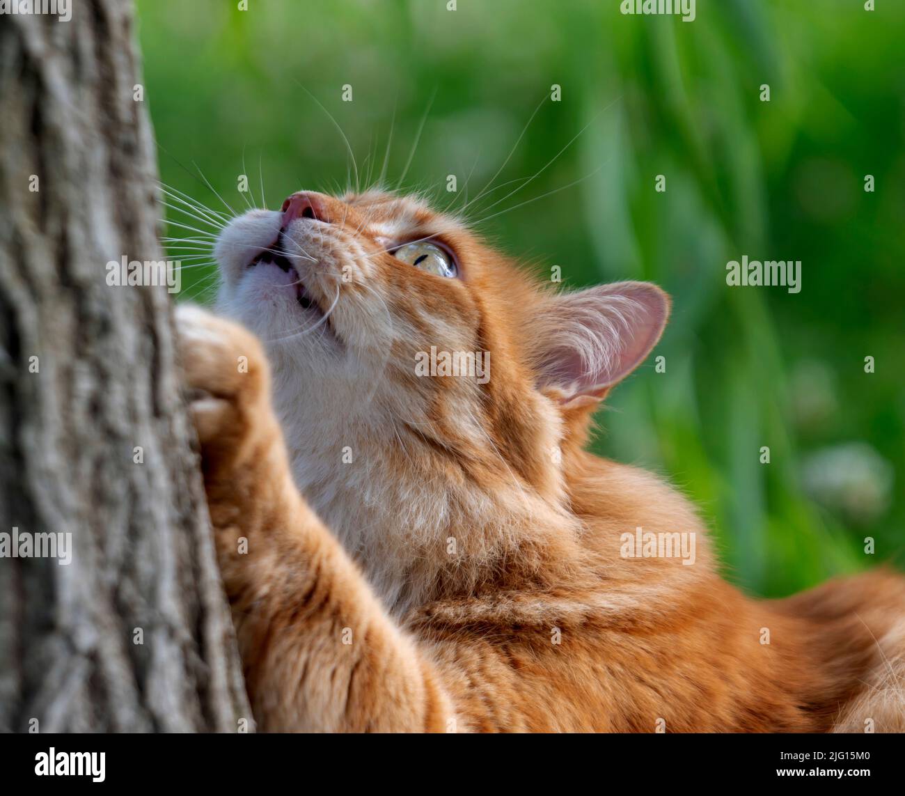 Big cat climbs a tree Stock Photo Alamy