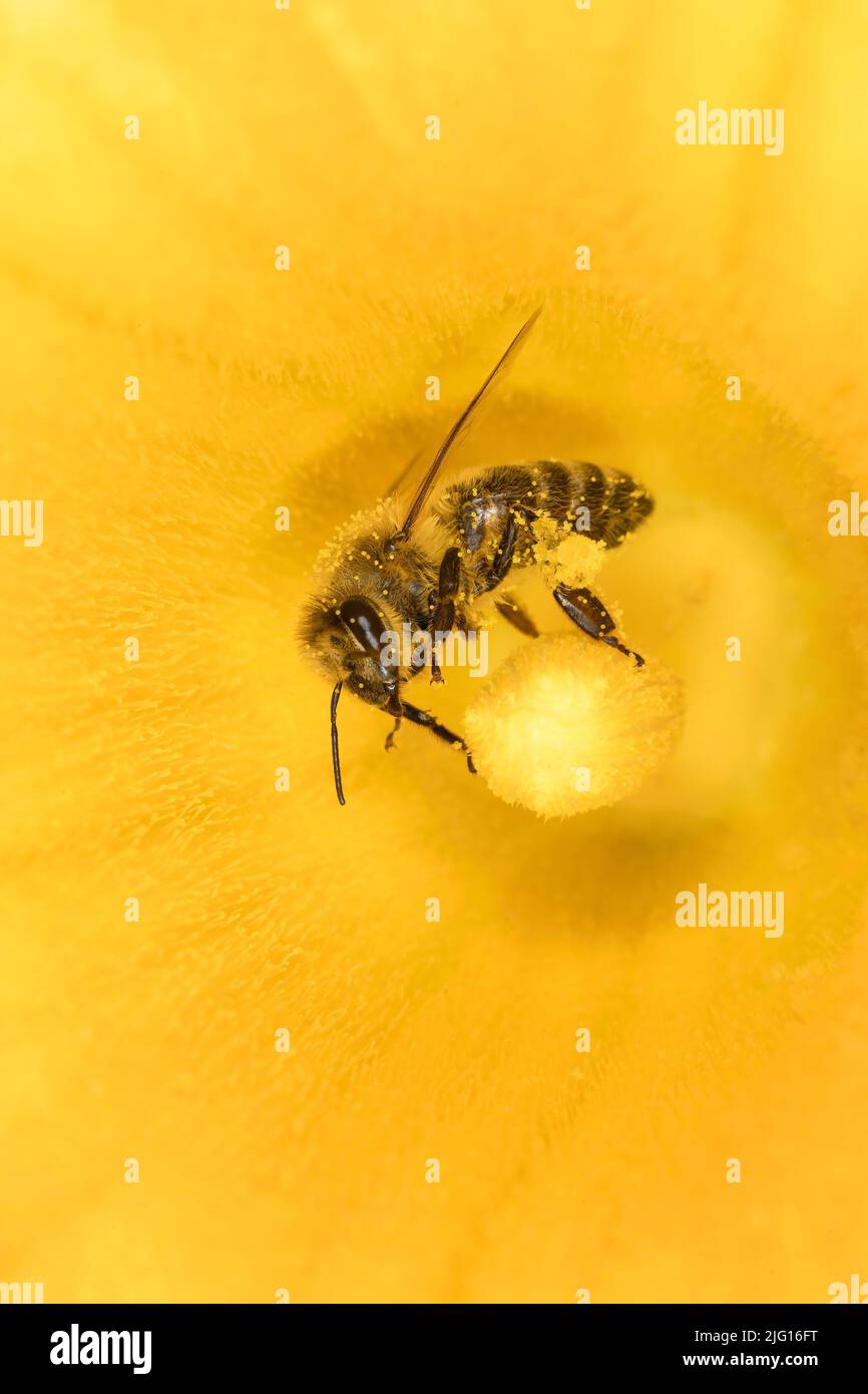 Honeybee on a pumpkin blossom Stock Photo