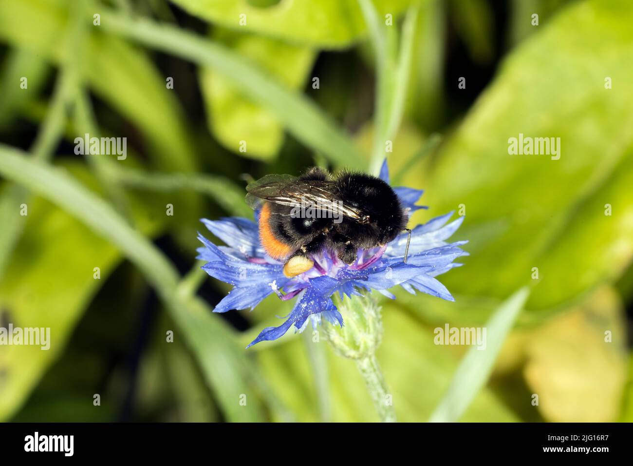 Bumblebee on a flower meadow Stock Photo