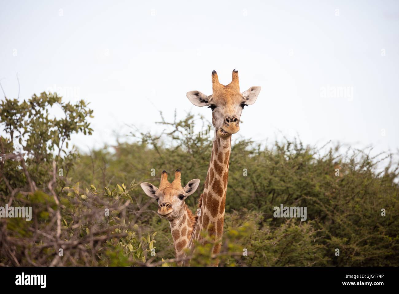 Giraffes at Waterberg Wilderness Plateau, Namibia Stock Photo