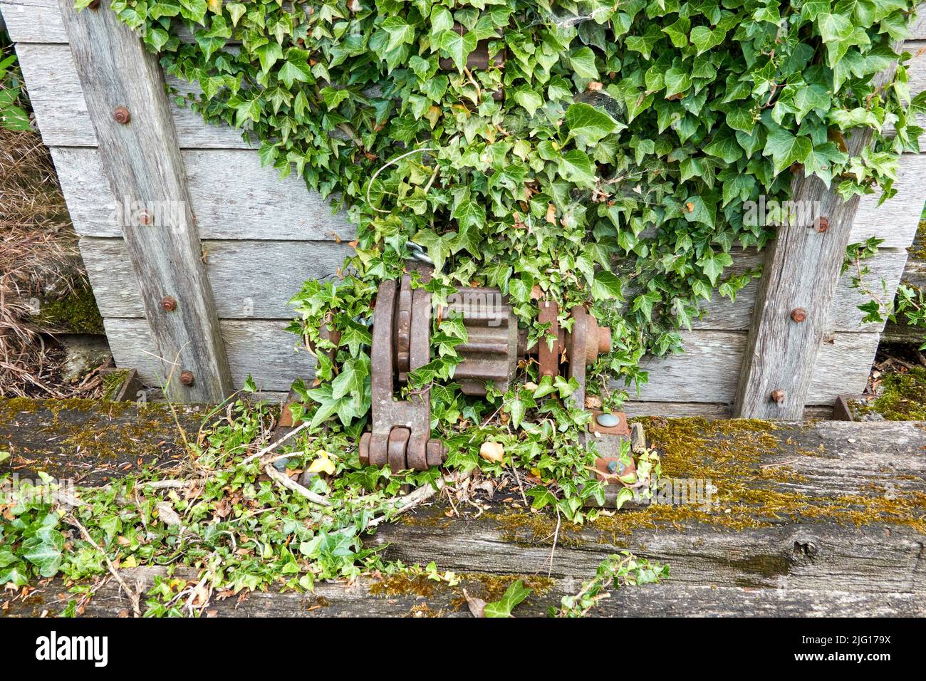 Ivy growing over a wooden river lock gate and metal winding gear Stock Photo
