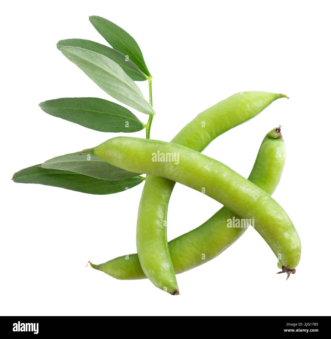 Fresh broad beans in pods with green leaf, isolated on white background. Fava beans. Top view Stock Photo