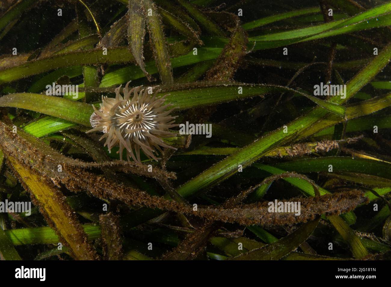 An anemone on eelgrass in an estuary in the Greater Farallones National marine sanctuary in California Stock Photo