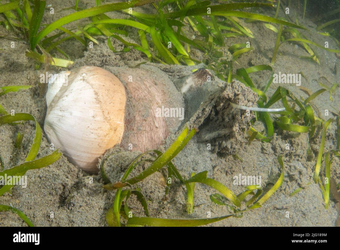 Lewis's moon snail (Neverita lewisii) makes its way past seagrass on the ocean floor in the Greater Farallones National marine sanctuary in California Stock Photo