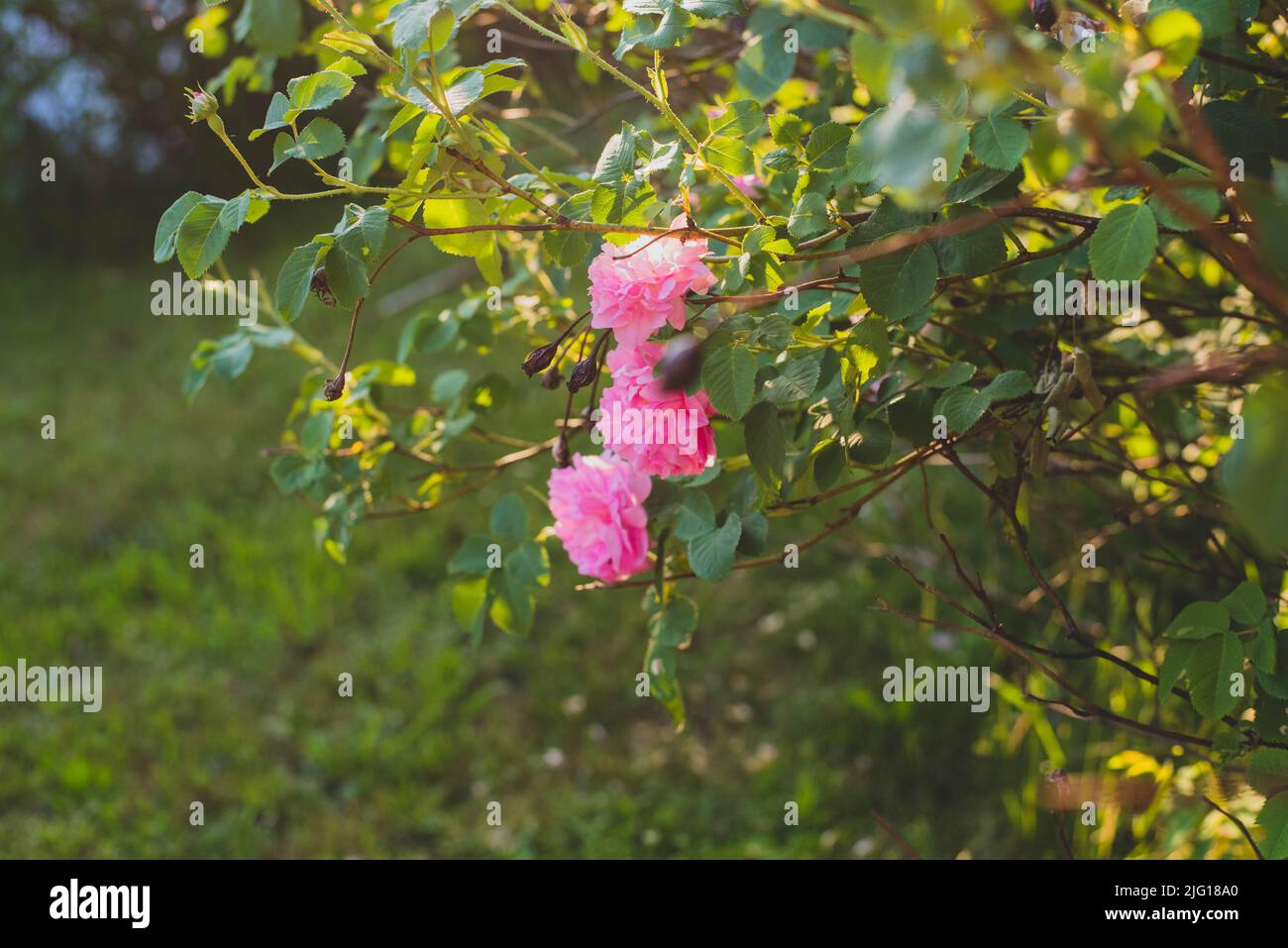 Wild roses hanging off a bush on a summer day. - Stock Image
