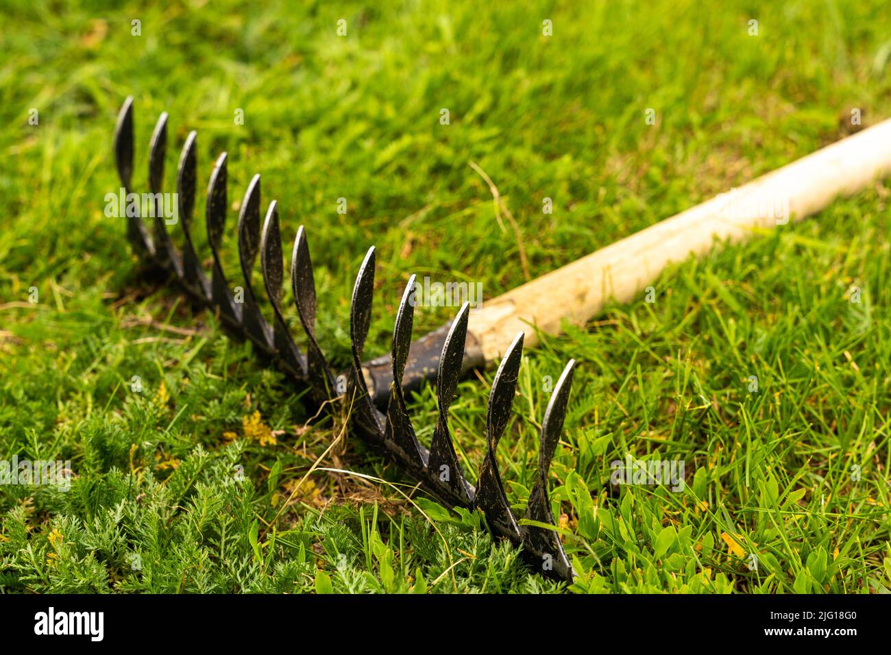 a metal garden rake with a wooden handle lies on a green lawn Stock ...