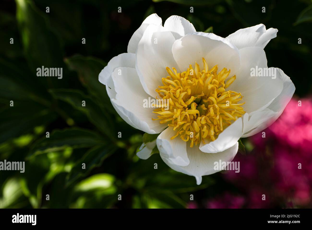 Close-up of a white peonies blossom with yellow dust barrels Stock Photo