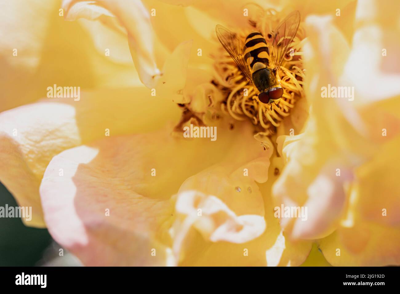 a large hoverfly sits on a rose blossom Stock Photo