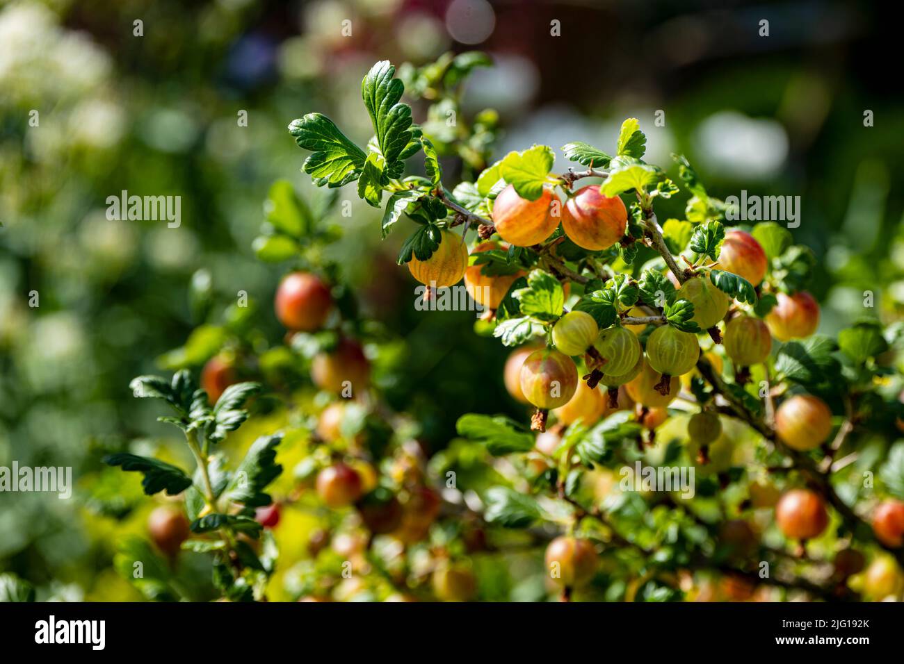 A branch of a gooseberry full of fruits Stock Photo