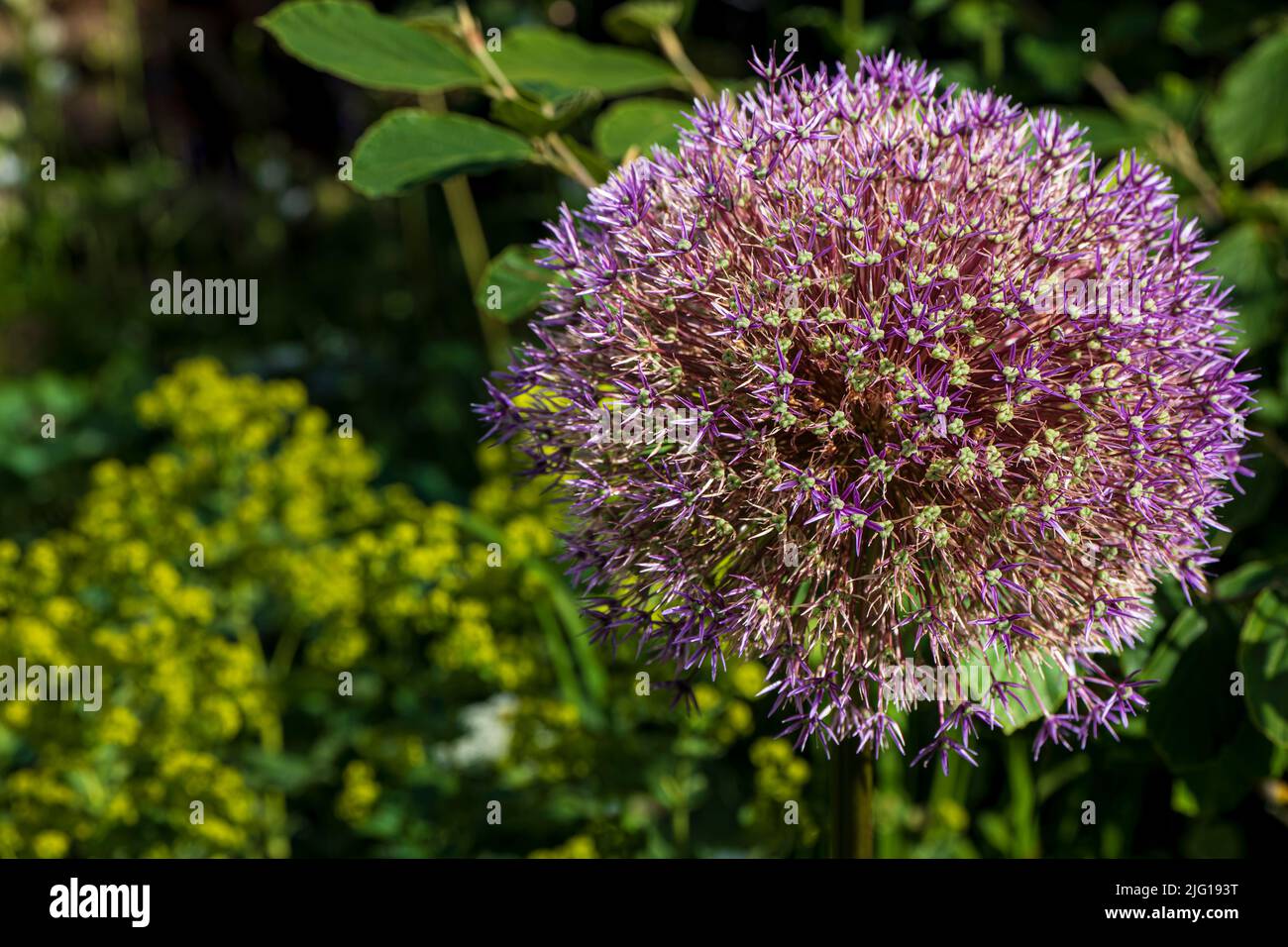 Close-up of a large Blossom of the purple ornamental garlic Stock Photo