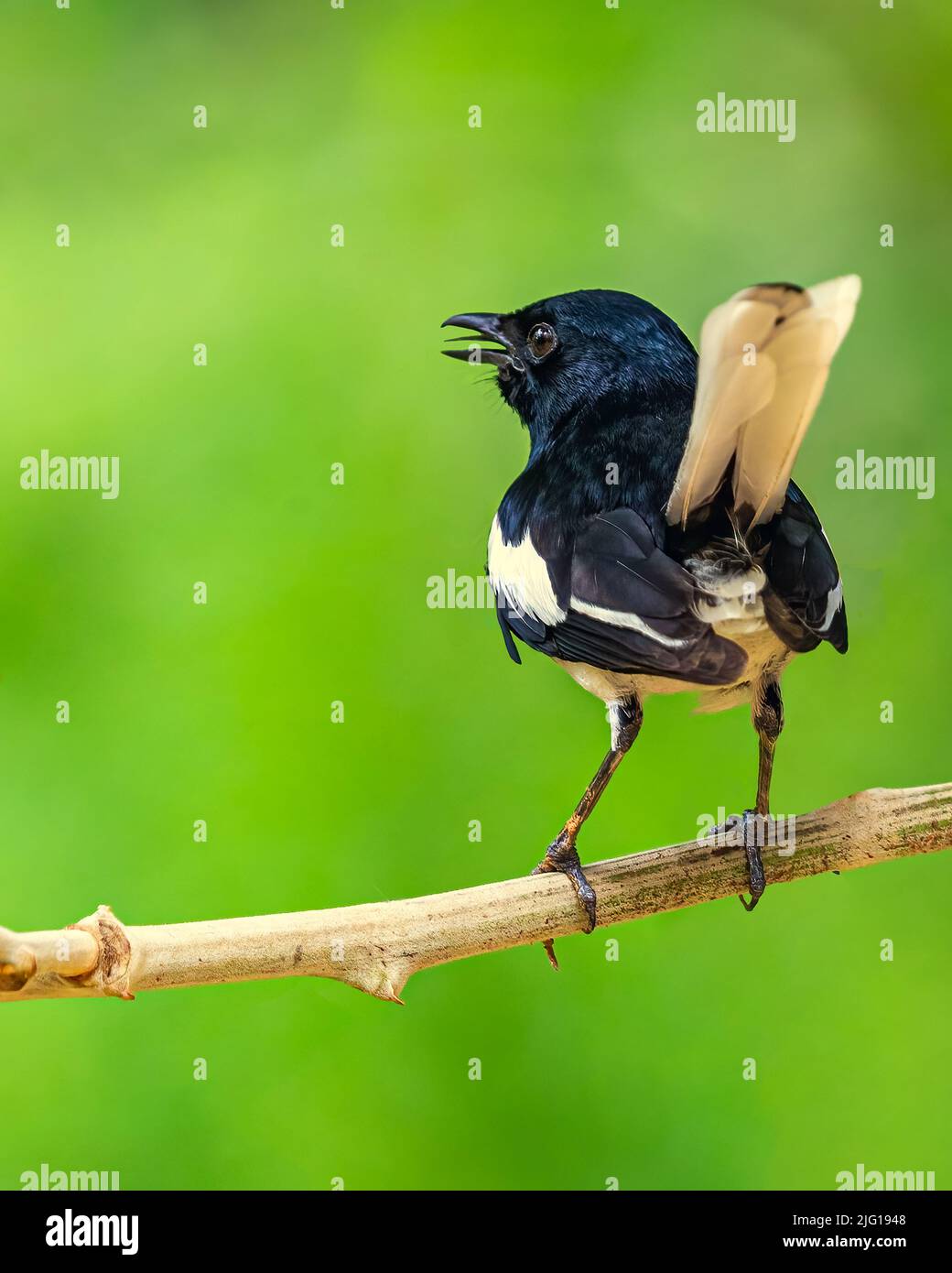 Oriental Magpie Singing on a tree Stock Photo - Alamy