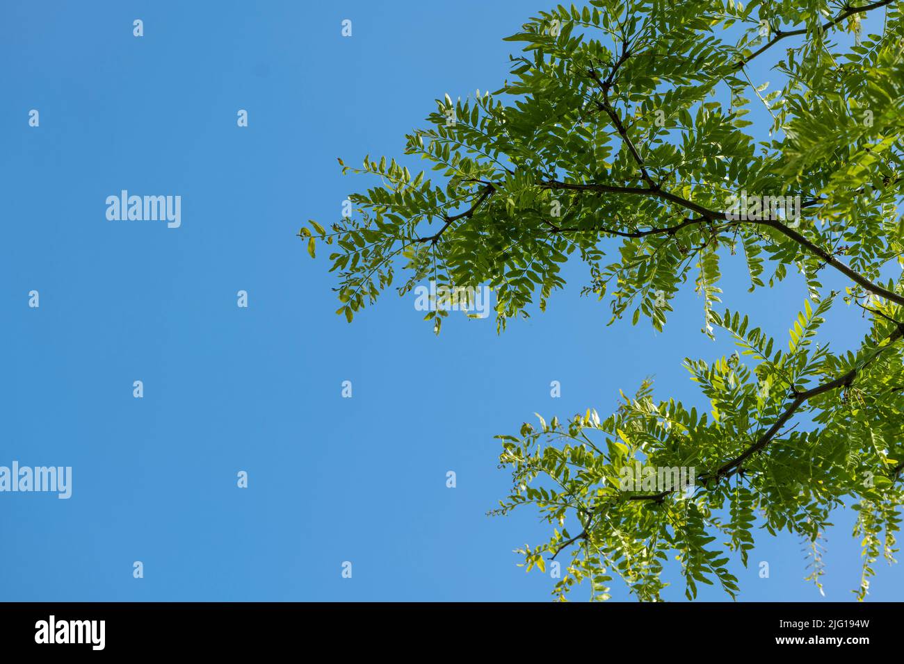A branch of a honey locust in front of a blue, cloudless sky Stock Photo