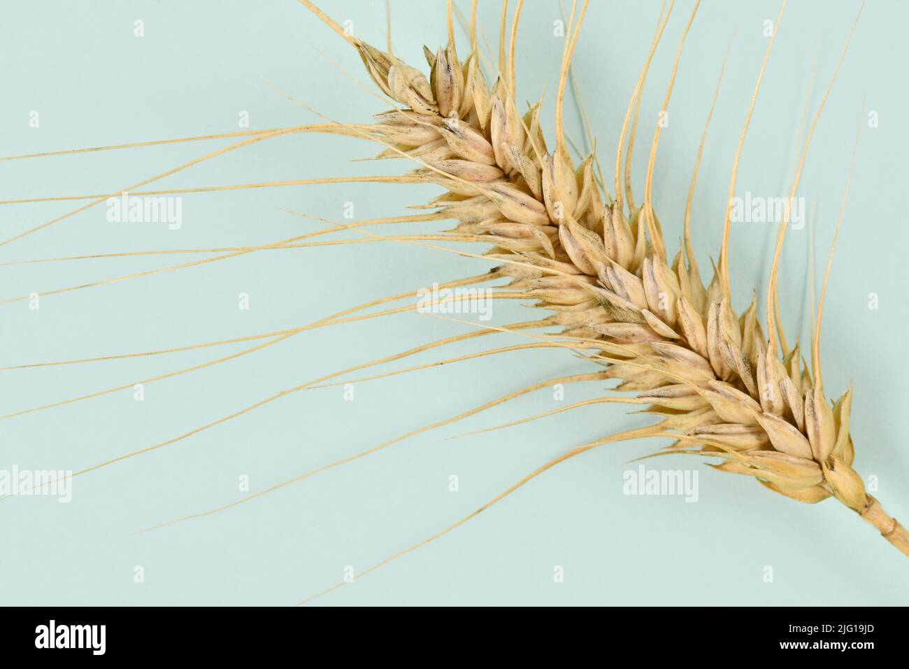 Single piece of ripe durum wheat grain Stock Photo Alamy