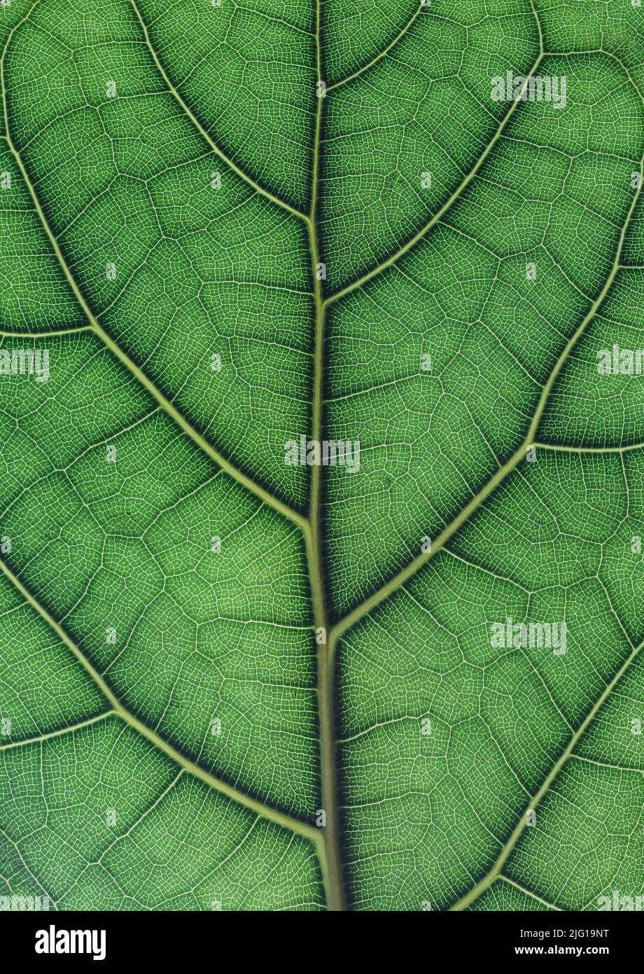 Closeup on texture of backlit green leaf veins Stock Photo