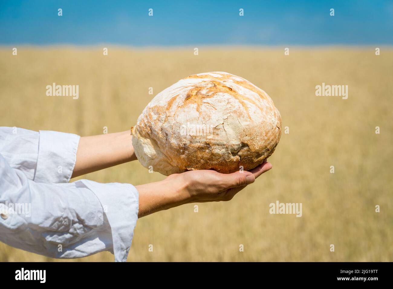Female hands holding home baked bread loaf above ripe wheat field. World food security concept. Stock Photo