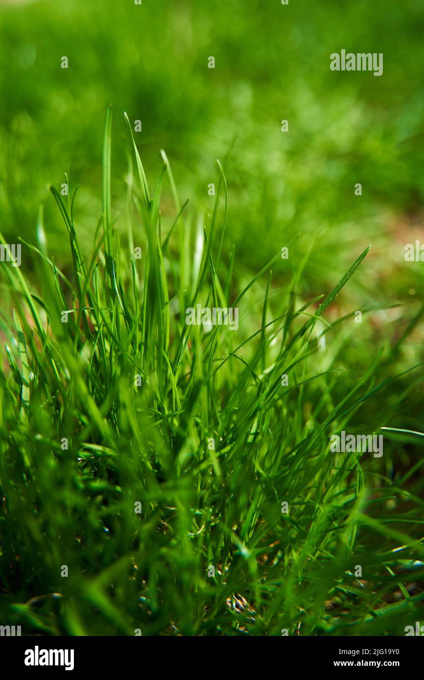Closeup juicy green grass on the backyard. Stock Photo